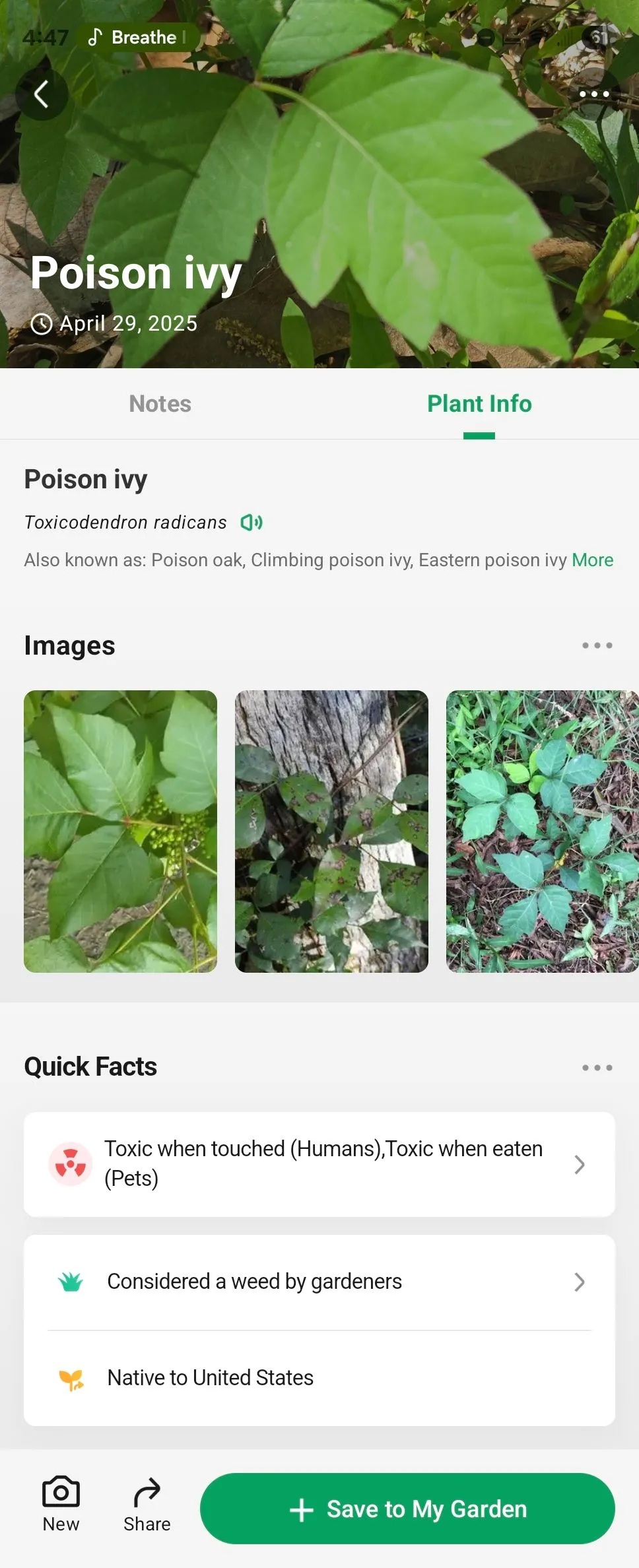 Chi tiết thông tin về cây thường xuân độc (Poison Ivy) hiển thị trong ứng dụng nhận dạng thực vật PictureThis, bao gồm hình ảnh, mô tả đặc điểm và các biện pháp phòng tránh, giúp người dùng nhận biết và tránh xa.