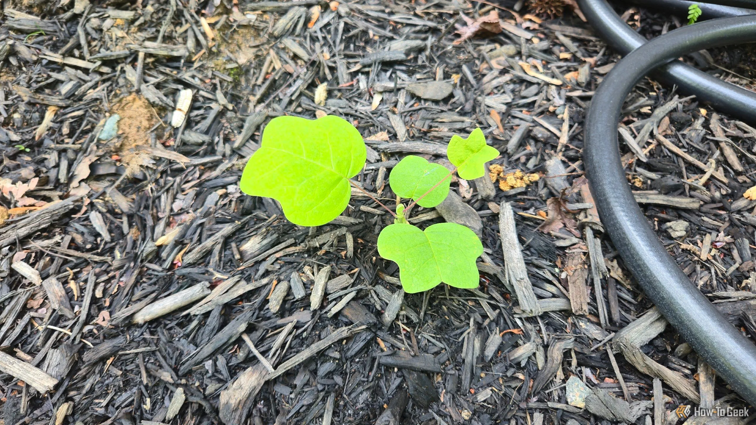 Hình ảnh cây con Hoàng dương (Tulip Poplar) mới nảy mầm, minh họa cách nhận diện cây non dựa trên hình dạng lá đặc trưng.