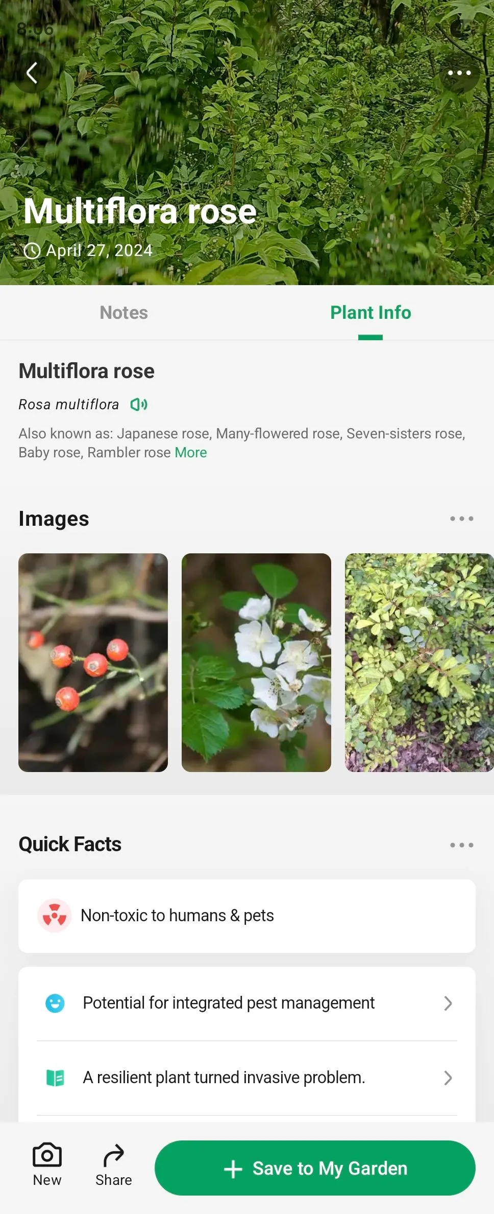 Hình ảnh minh họa cây tầm xuân đa hoa (Multiflora Rose) trong ứng dụng PictureThis trên Android, giúp người dùng nhận diện loài xâm lấn.
